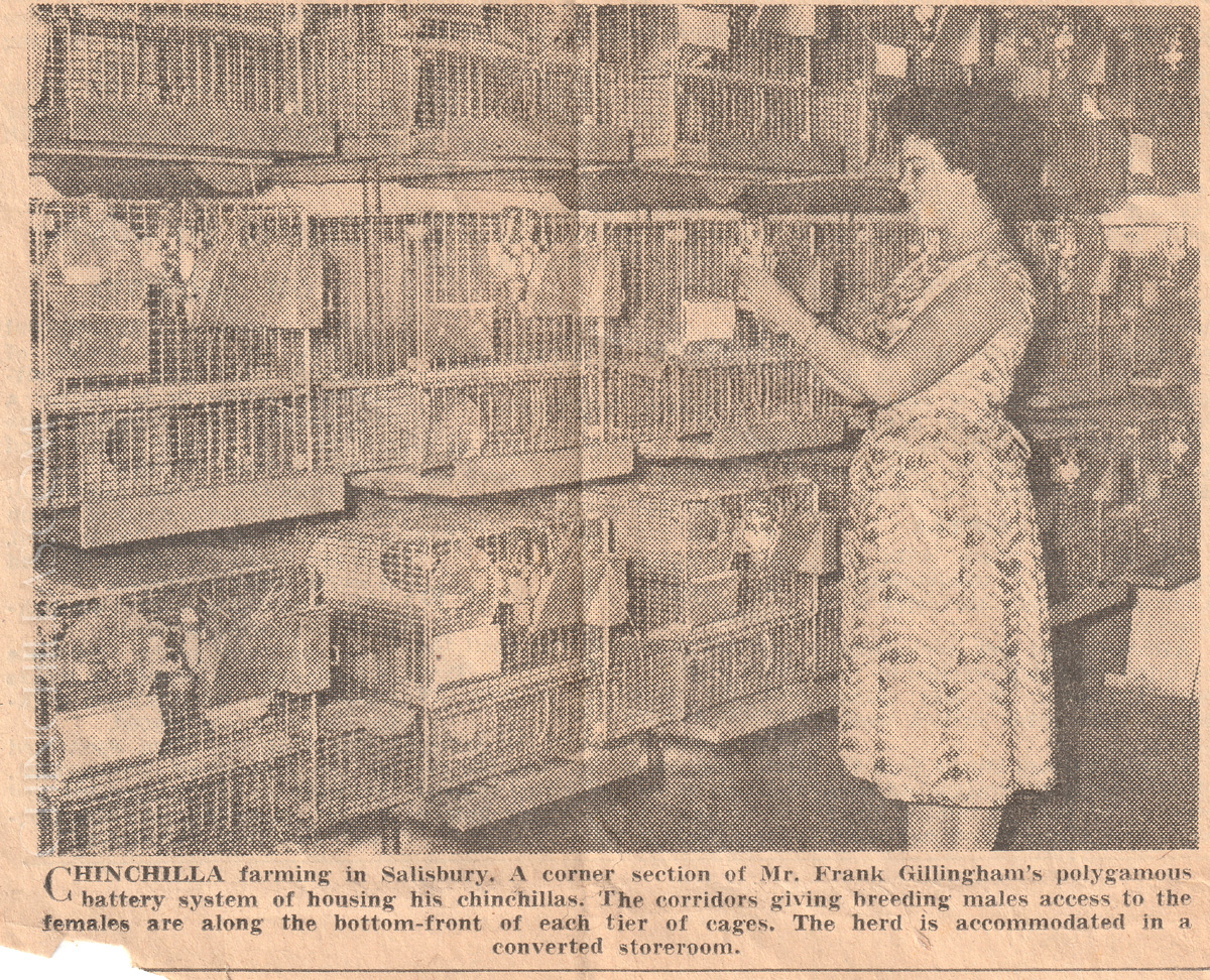 June Gillingham chinchilla ranching in Salisbury Africa Afro violet 